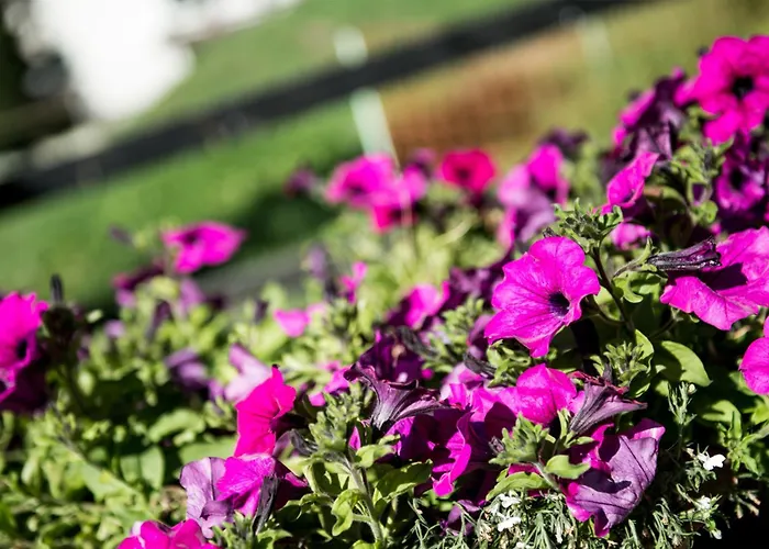 Apartament Haus Amici